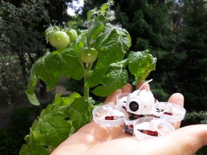 Zielony krzak pomidorów i mały biały dron na dłoni.