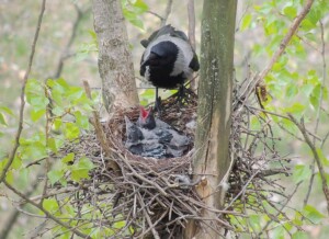 Zdjęcia gniazda, w środku dwa młode ptaki karmione przez dorosłą wronę