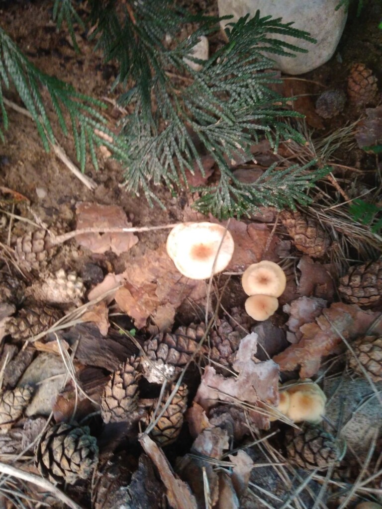 Zdjęcie grzybów w poszyciu leśnym