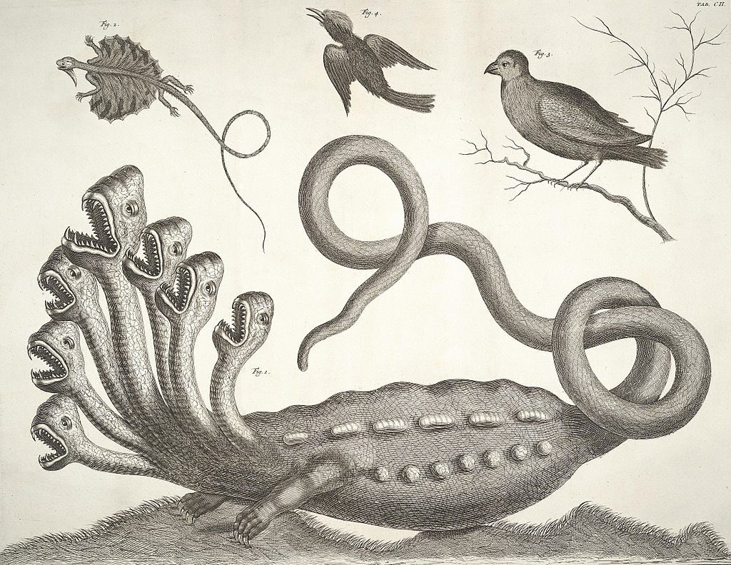 Hydra z dzieła "Locupletissimi rerum naturalium thesauri accurate description" autorstwa Albertusa Seby
