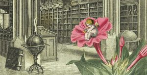 kolorowa rycina przedstawiające aniołka ułożonego w kielichu kwiatu, w tle widok dawnej sali bibliotecznej