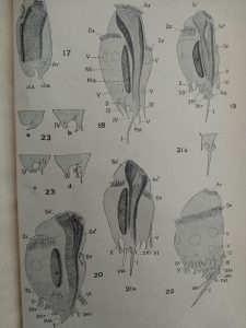 Ilustracja z książki przedstawiająca różne gatunki orzęsków żyjących w żwaczach
