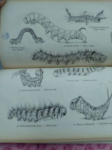 Ilustracja z książki przedstawiająca kilka gąsiennic