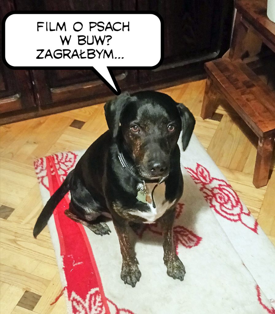 Zdjęcie psa siedzacego na biało-czerwonym dywaniku z motywem róż. Nad psem dymek z napisem: "Film o psach w BUW? Zagrałbym..."