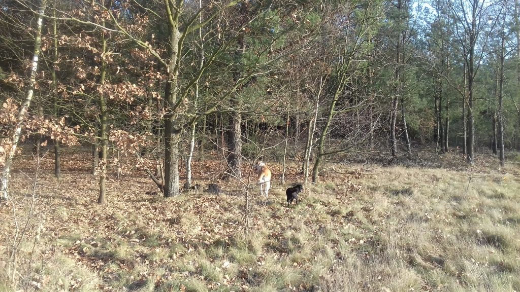 Zdjęcie psów hasających po lesie.