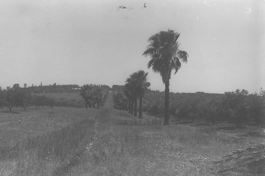 Czarno-białe zdjęcie krajobrazy z dróżką wśród traw i rosnącymi wzdłuż niej palmami daktylowymi.