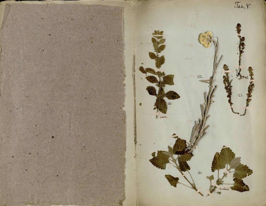 Zdjęcie strony książki "Zielnik Litewski" do strony przyklejone zasuszone rośliny.
