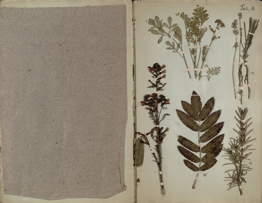 Zdjęcie strony książki "Zielnik Litewski" do strony przyklejone zasuszone rośliny.