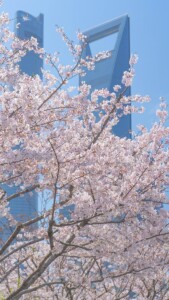 Zdjęcie kwitnącego drzewa w tle wieżowce