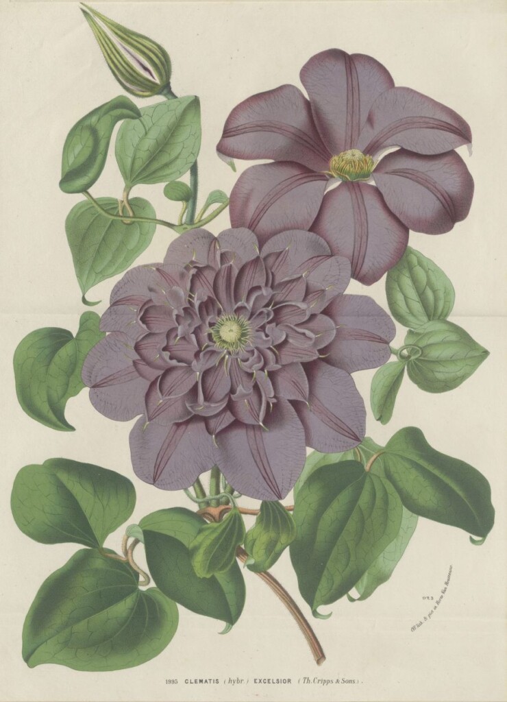 Grafika przedstawiająca fioletowe kwiaty z zielonymi liśćmi.