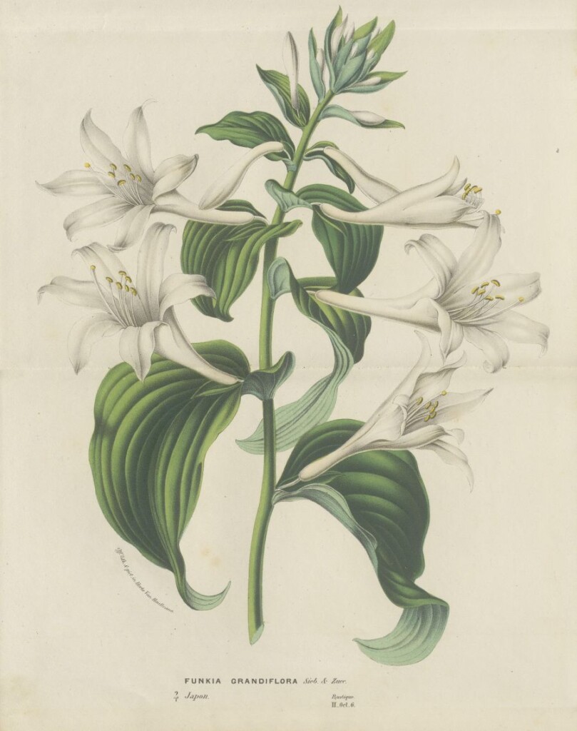 Grafika przedstawiająca białe kielichowate kwiaty na łodydze z dużymi, zielonymi liśćmi.