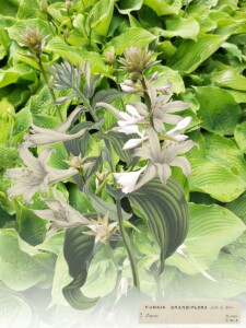 Kolaż grafiki i zdjęcia, białe kielichowate kwiaty na tle dużych zielonych liści.