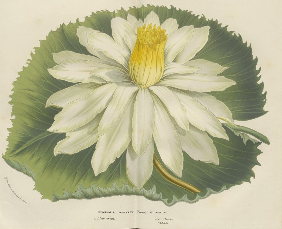 Grafika przedstawiająca duży biały kwiat z żółtym środkiem na tle pojedynczego zielonego liścia.