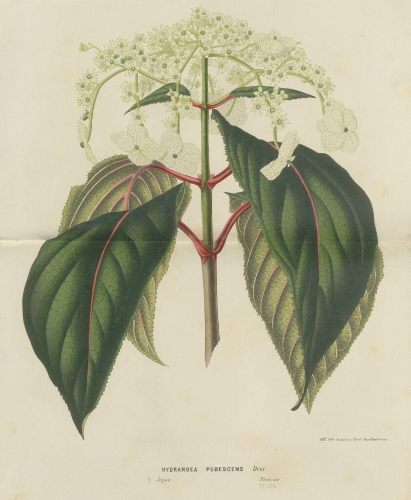 Grafika przedstawiająca łodygę z drobnymi białymi kwiatami i kilkoma zielonymi liśćmi.
