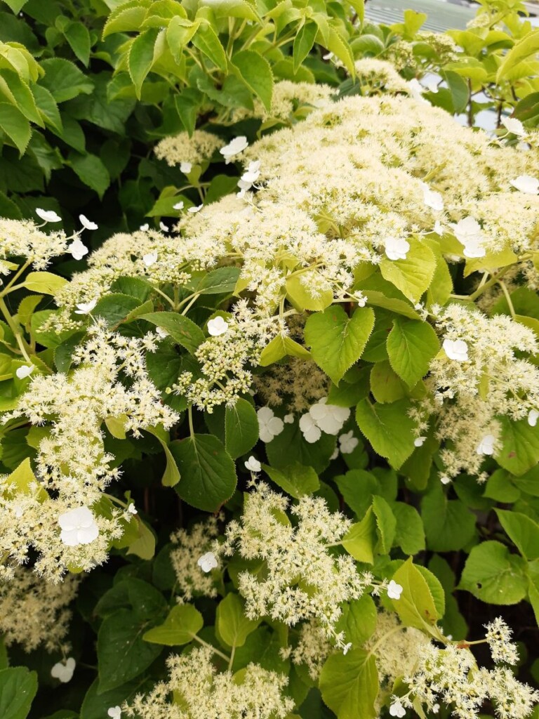 Zdjęcie dużej ilości drobnych białych kwiatów na tle zielonych liści.