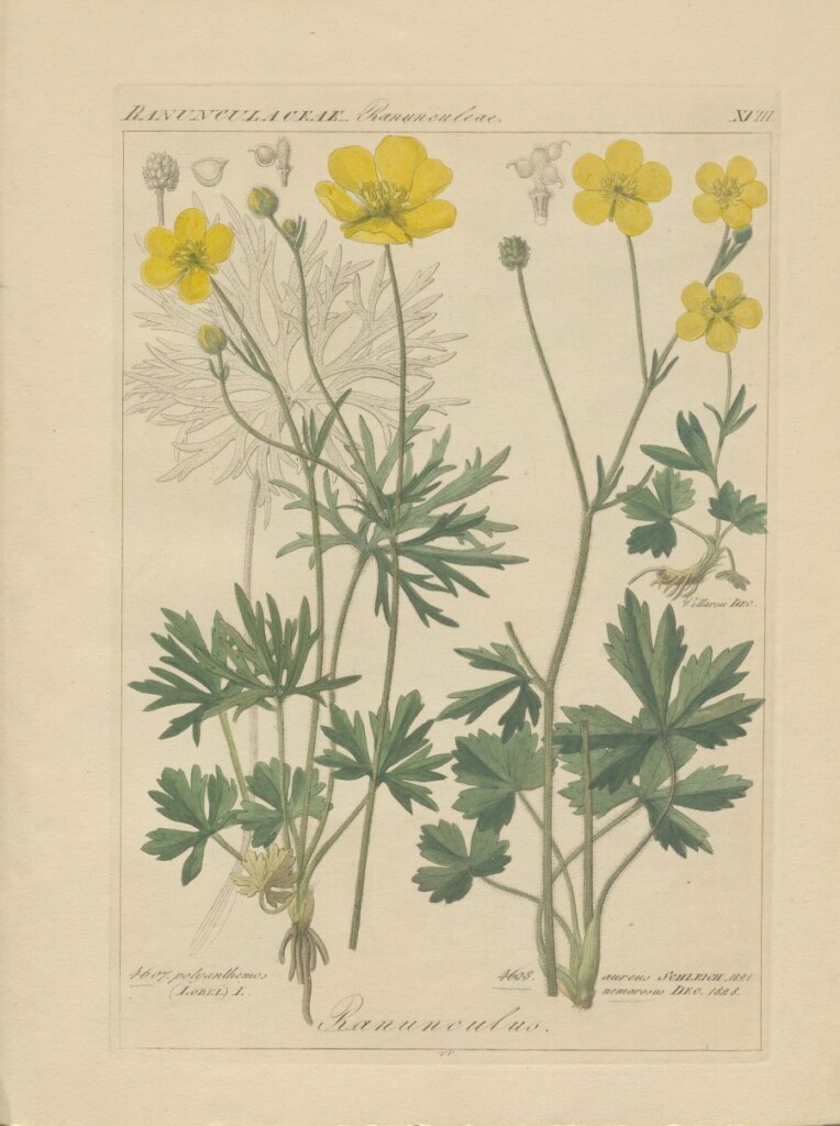 Rycina przedstawiająca żółte kwiaty na długich zielonych łodygach.