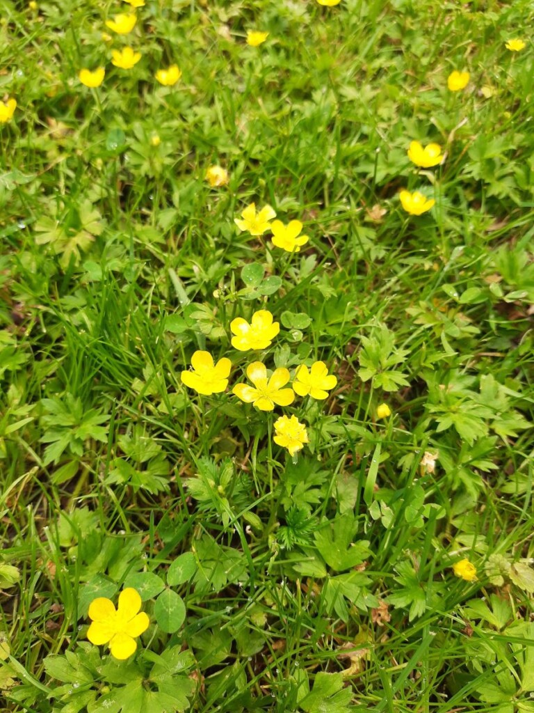 Zdjęcie małych żółtych kwiatów na tle trawy.