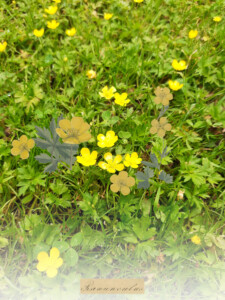 Kolaż zdjęcia i ryciny, na nim żółte kwiaty na tle zielonych liści.