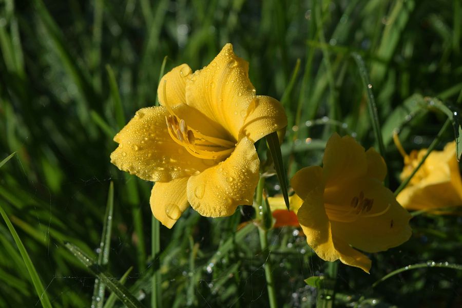 Zdjęcie żółtych podłużnych kwiatów na tle zielonej trawy.