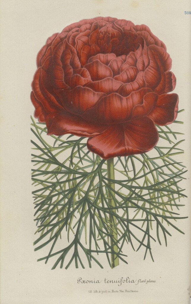 Rycina przedstawiająca duży czerwony kwiat, na tle drobnych zielonych liści.