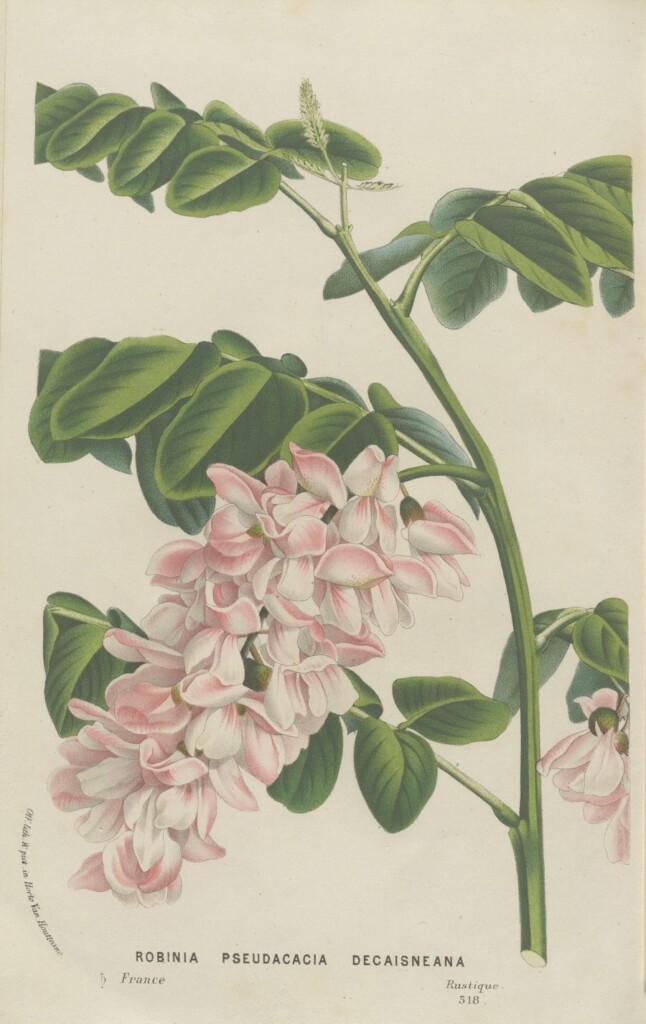 Rycina przedstawiająca biało-blado-różowe drobne kwiaty rosnące na zielonej łodydze.