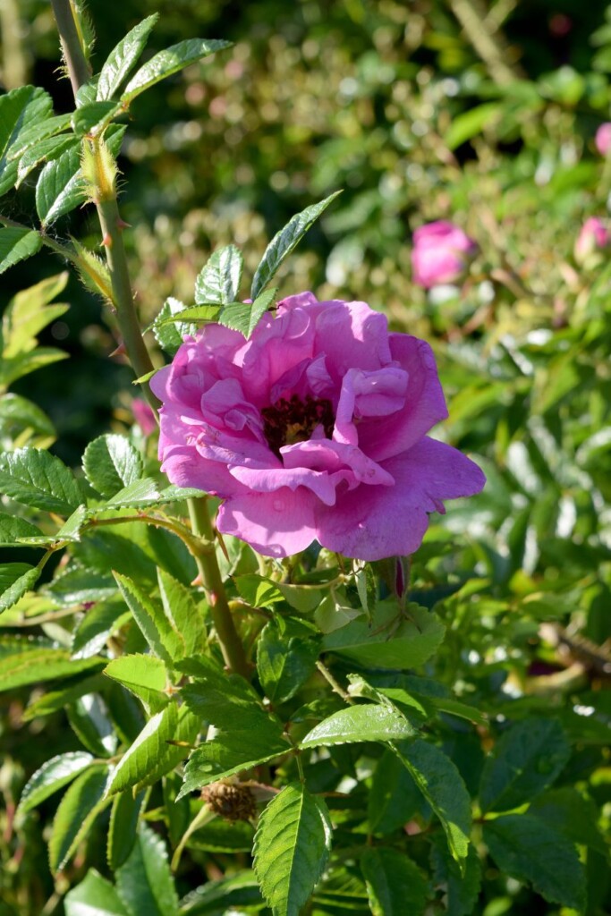 Zdjęcie jasno filetowego/różowego kwiatu na tle zielonych łodyg i liści.