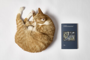 Rudy kot leżący obok niebieskiej książki