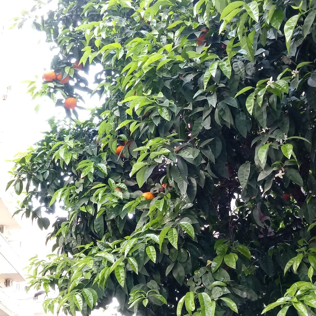 Fragment drzewa pomarańczowego z owocami.