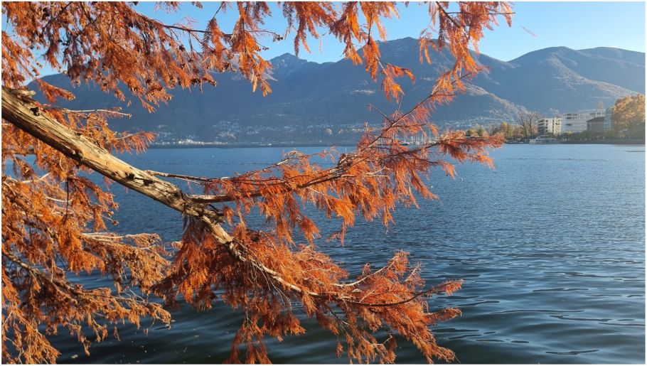 pożółkły jesienią modrzew na tle jeziora otoczonego górami
