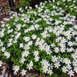 Zdjęcie białych kwiatków - ogrody BUW.