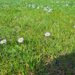 Zdjęcie stokrotek na zielonej trawie - ogrody BUW.