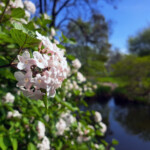 Zdjęcie białych kwiatów na tle zieleni