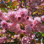Zdjęcie kwitnącego na różowo drzewa.
