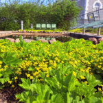 zdjęcie żółtych kwiatów na tle zieleni - ogrody BUW.