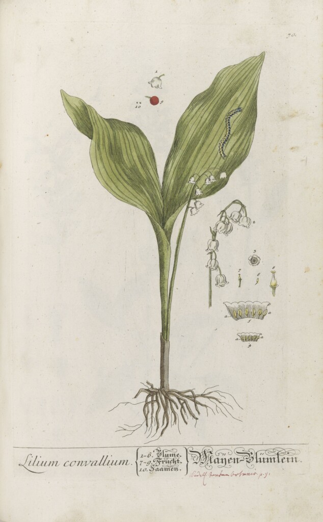 Konwalia (Lilium convallium), t. 1, tabl.70 - Zielnik Elisabeth Blackwell