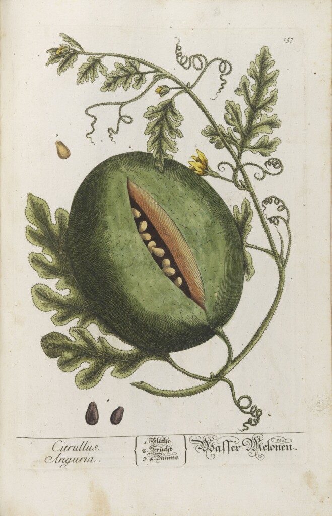 Arbuz (Citrullus Anaguria), t. 2, tabl. 157 - Zielnik Elisabeth Blackwell